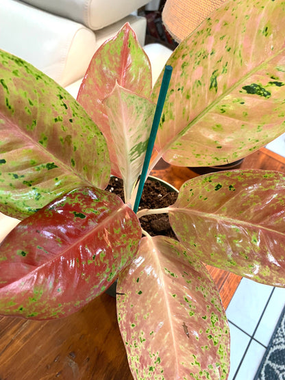 Aglaonema Two Tone Moonstone Pink Chinese evergreen Arum Plant in 6” pot