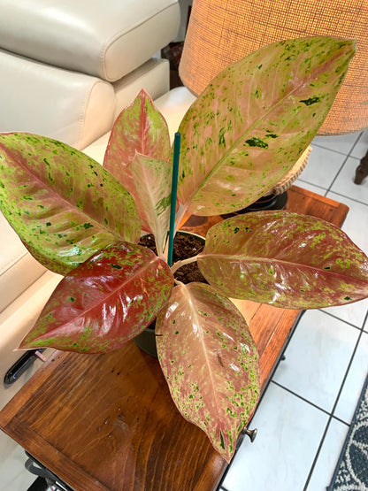 Aglaonema Two Tone Moonstone Pink Chinese evergreen Arum Plant in 6” pot