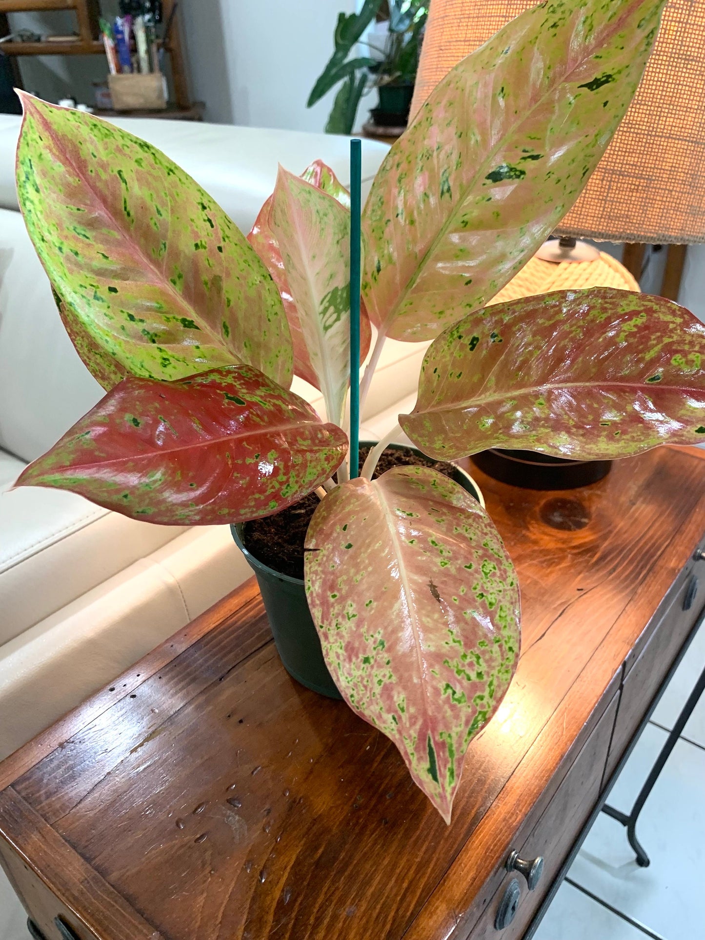 Aglaonema Two Tone Moonstone Pink Chinese evergreen Arum Plant in 6” pot