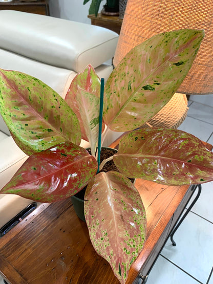 Aglaonema Two Tone Moonstone Pink Chinese evergreen Arum Plant in 6” pot