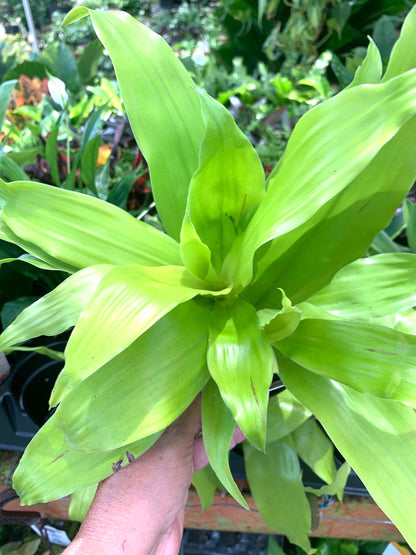 Dracaena Deremensis ‘ Limelight ‘ in pot with soil