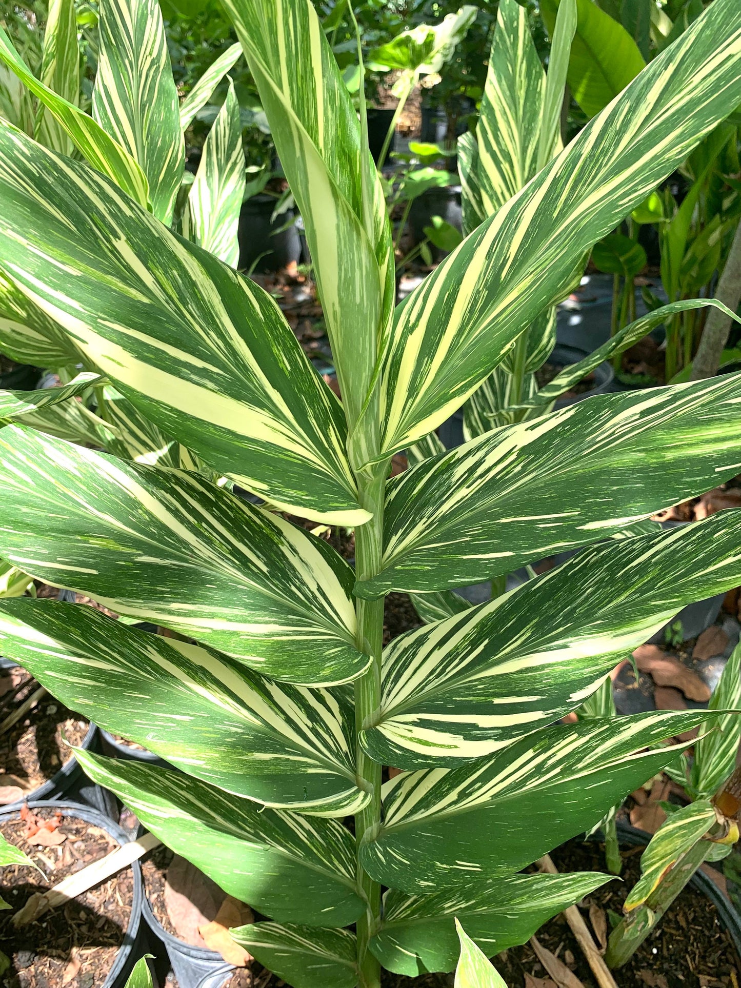 Hedychium variegated Vanilla Ice Butterfly fragrant Lily rhizome Zingiberaceae.