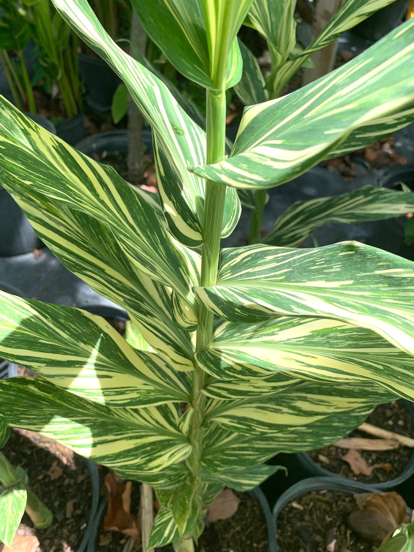 Hedychium variegated Vanilla Ice Butterfly fragrant Lily rhizome Zingiberaceae.