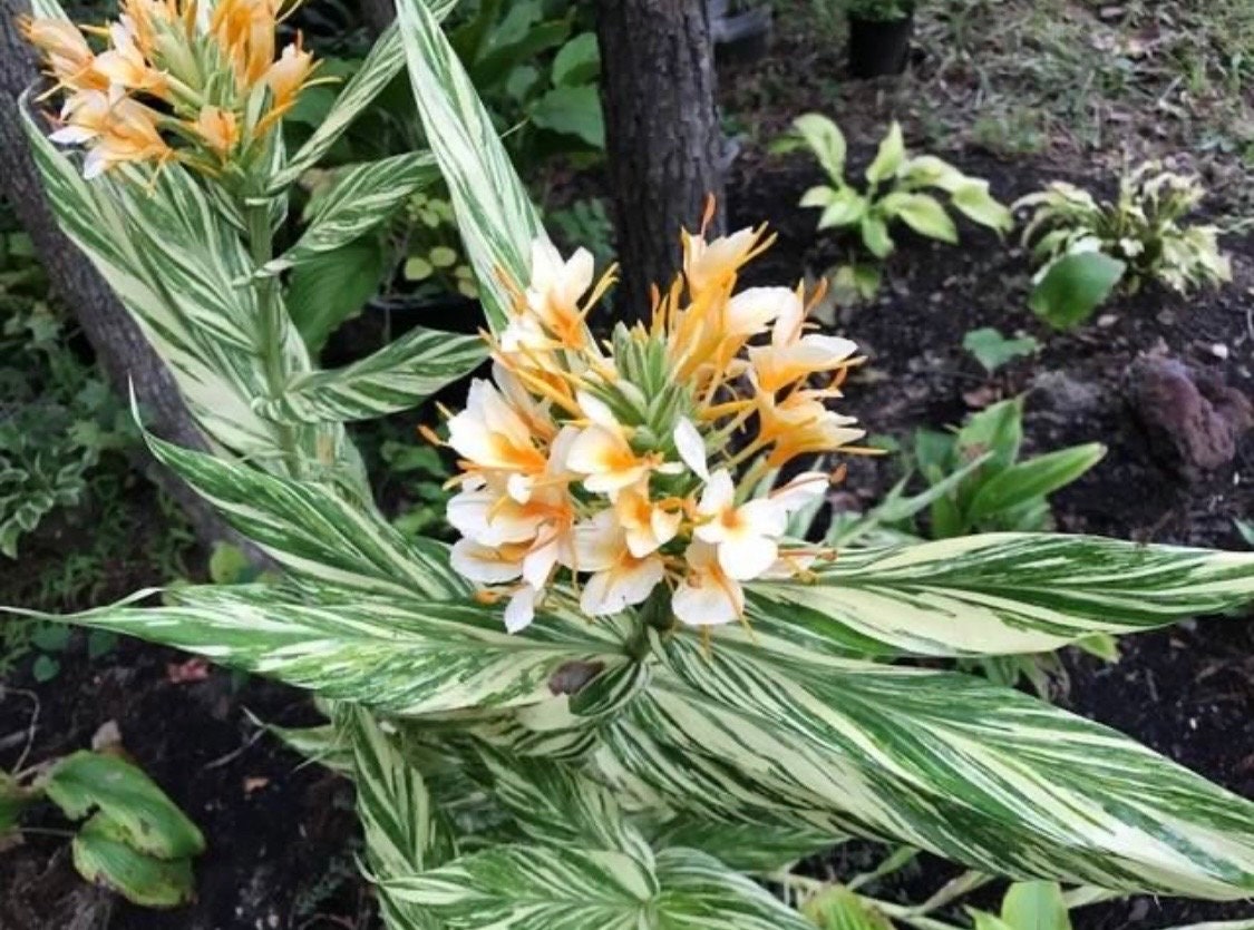 Hedychium variegated Vanilla Ice Butterfly fragrant Lily rhizome Zingiberaceae.