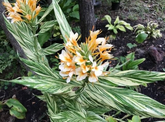 Hedychium variegated Vanilla Ice Butterfly fragrant Lily rhizome Zingiberaceae.