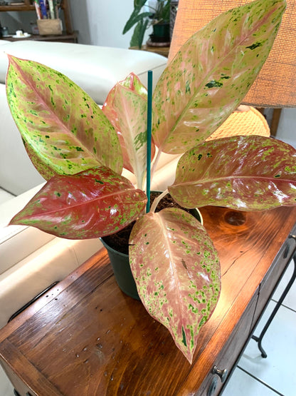 Aglaonema Two Tone Moonstone Pink Chinese evergreen Arum Plant in 6” pot