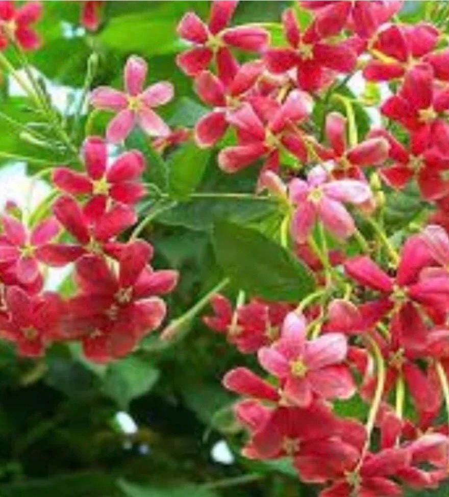 Rangoon Creeper Combretum Indicum Chinese Honeysuckle plant in 6” pot.