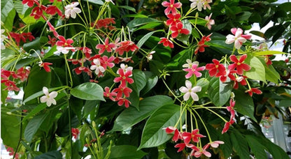 Rangoon Creeper Combretum Indicum Chinese Honeysuckle plant in 6” pot.