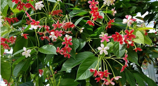 Rangoon Creeper Combretum Indicum Chinese Honeysuckle plant in 6” pot.