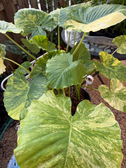 Alocasia Aurea Gagaena variegated rare exotic tropical young plant in 6” pot