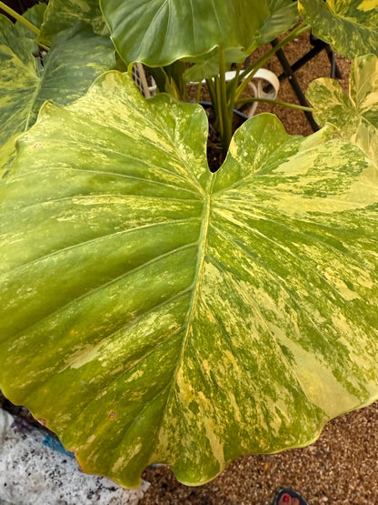 Alocasia Aurea Gagaena variegated rare exotic tropical young plant in 6” pot