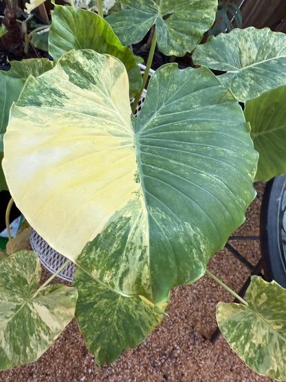 Alocasia Aurea Gagaena variegated rare exotic tropical young plant in 6” pot