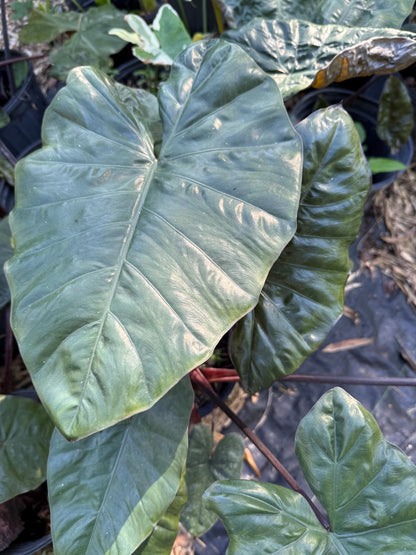 Alocasia Metallica Yucatan Princess plant live