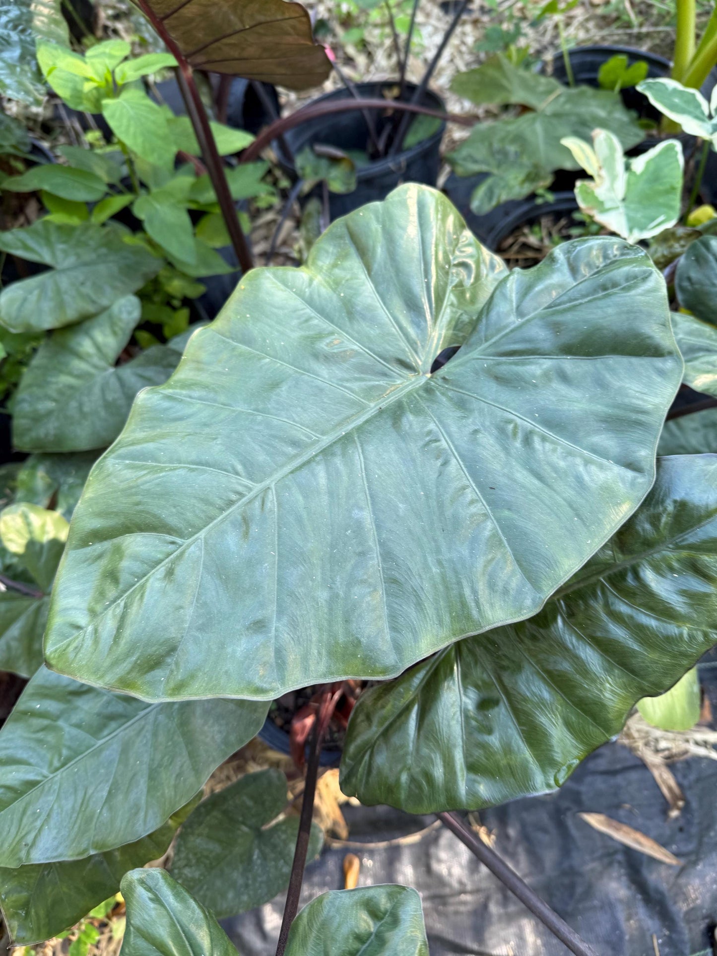 Alocasia Metallica Yucatan Princess plant live