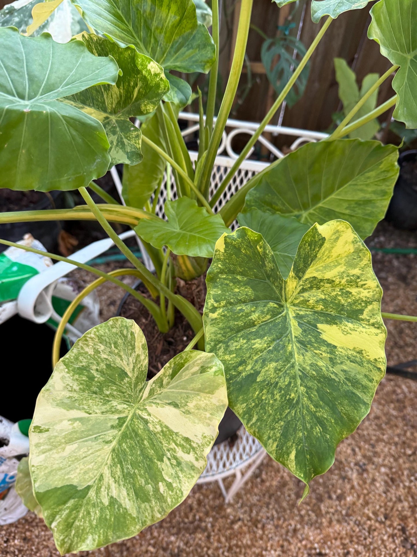 Alocasia Aurea Gagaena variegated rare exotic tropical young plant in 6” pot