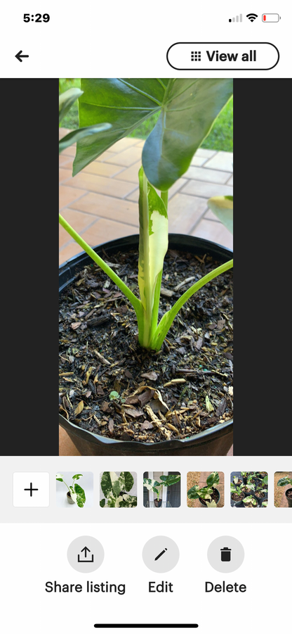 Alocasia Variegated Macrorrhiza Plant
