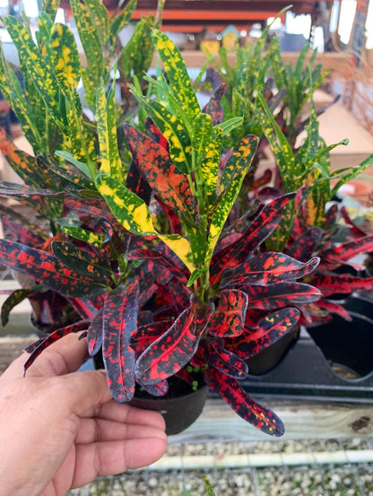 Croton Bush on Fire Plant