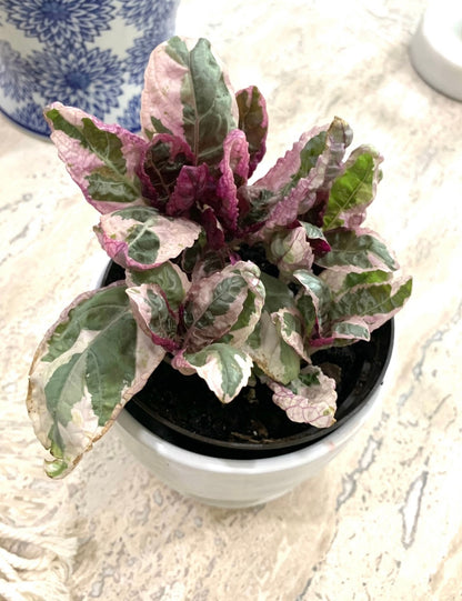 Variegated Tricolor Snow White Waffle Belgian Purple Plant