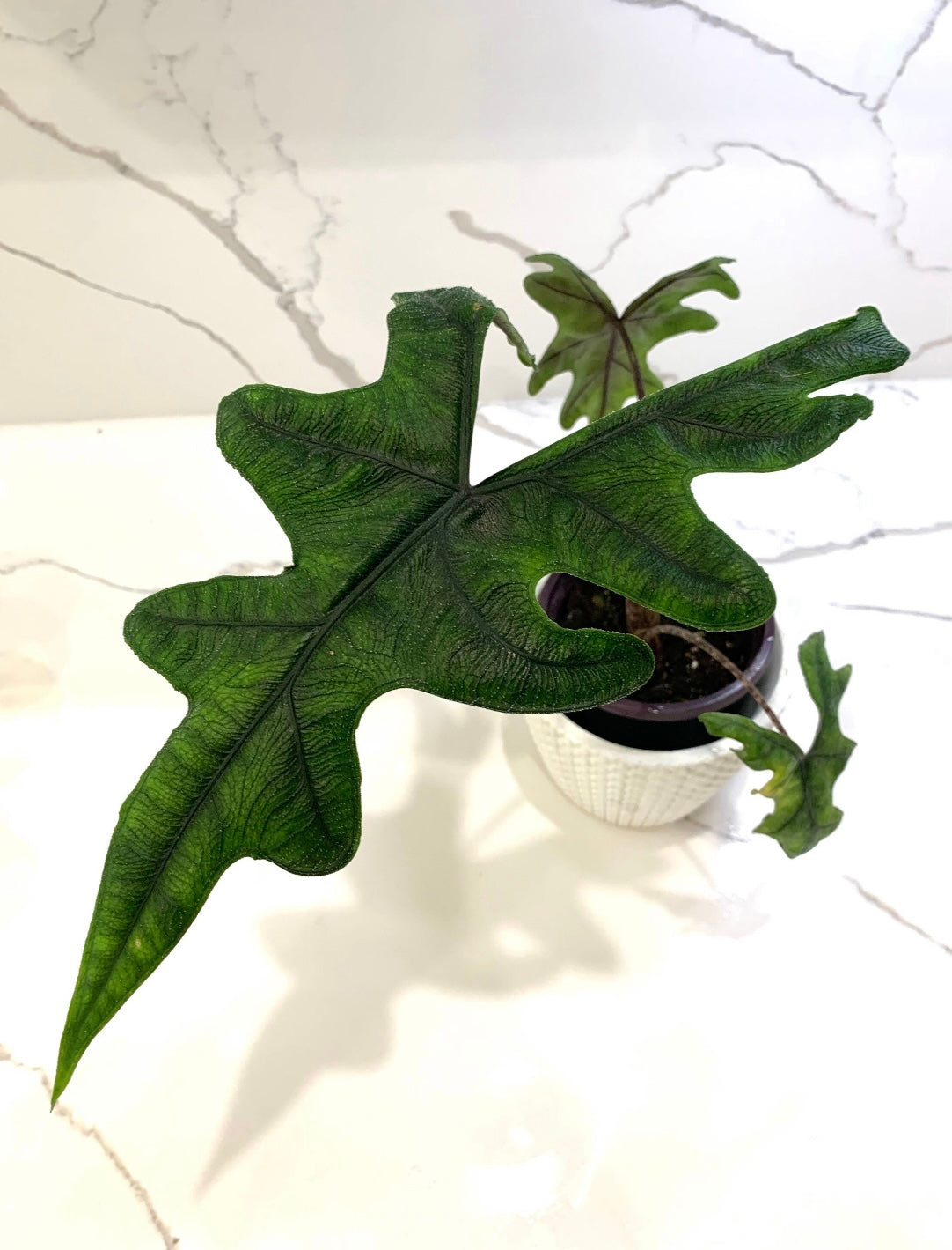 Alocasia Jacklyn Jackie Elephant Ear Plant