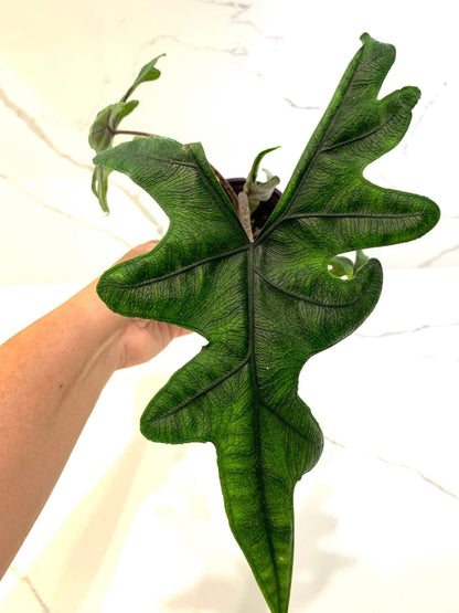 Alocasia Jacklyn Jackie Elephant Ear Plant