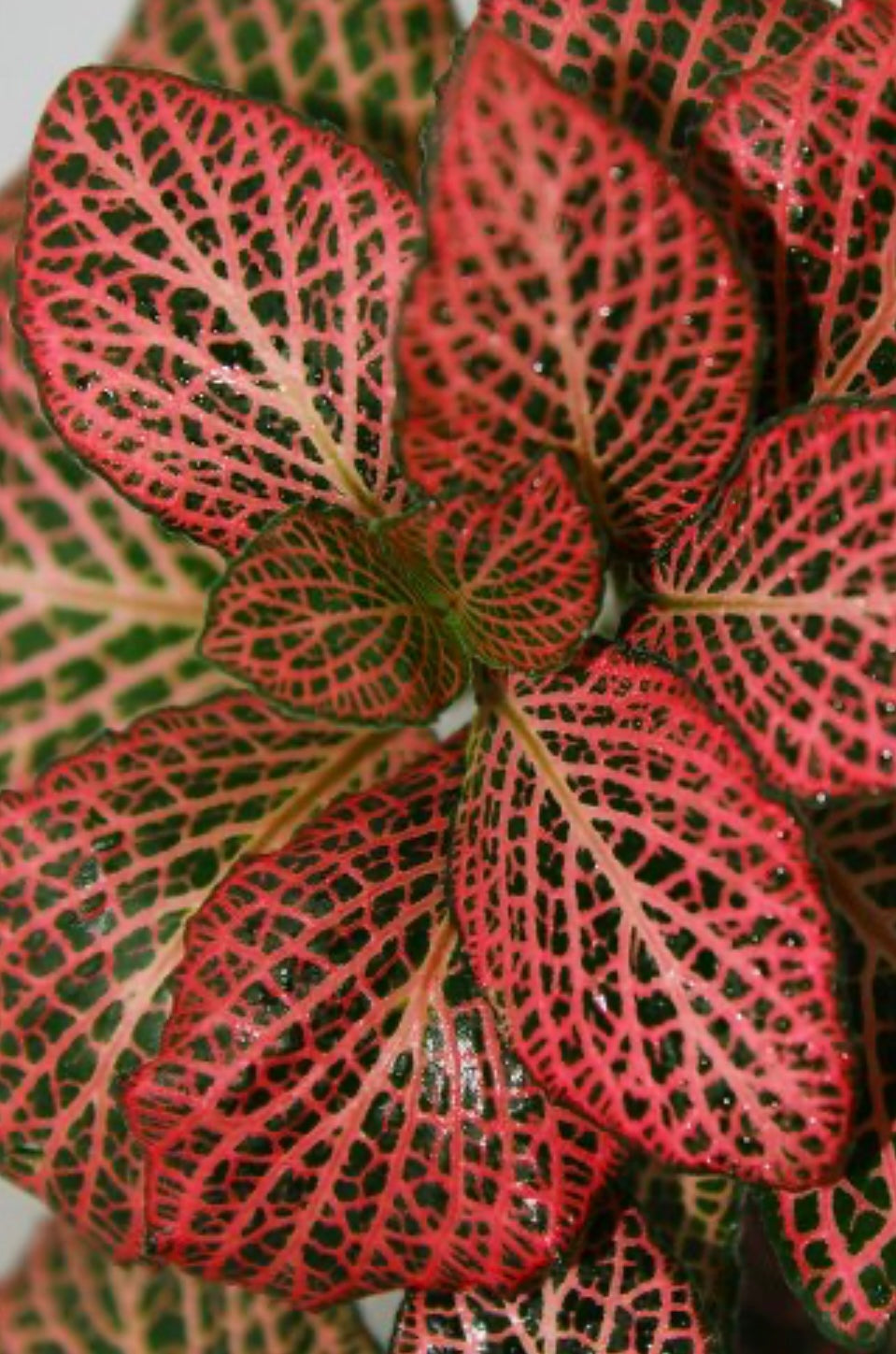 Fittonia Red Nerve Net Mosiac Plant