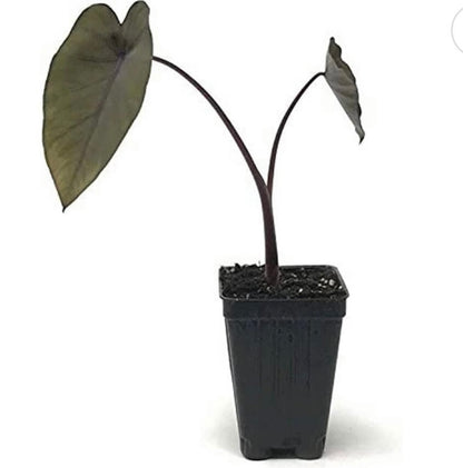 Colocasia Black Magic Esculenta plant
