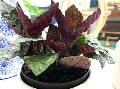 Purple Waffle Plant Hemigraphis Alternata Red Ivy plant