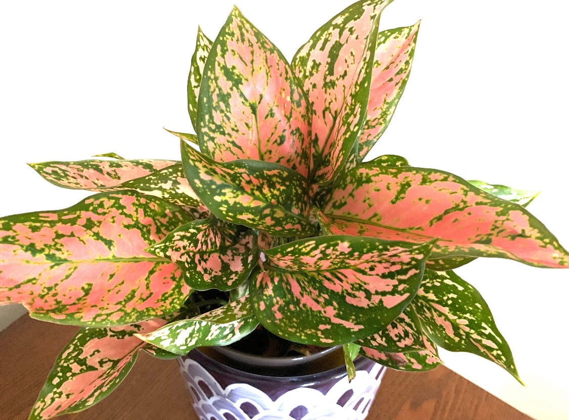 Aglaonema Valentine Chinese Evergreen plant