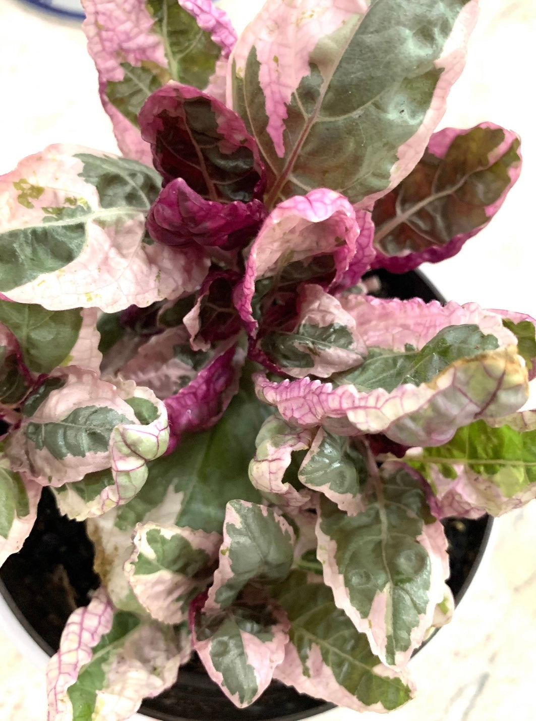 Variegated Tricolor Snow White Waffle Belgian Purple Plant