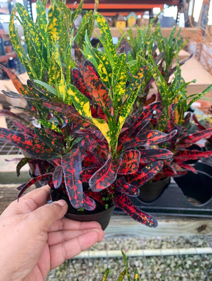 Croton Bush on Fire Plant