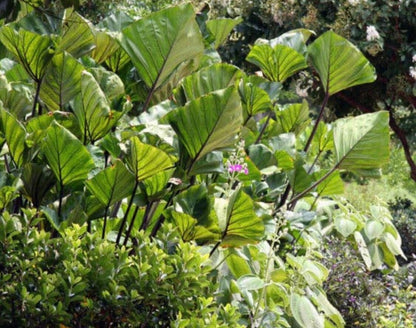 Colocasia Tea Cup  Esculenta Taro Elephant Ear Illustris Plant