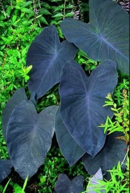 Colocasia Black Magic Esculenta plant