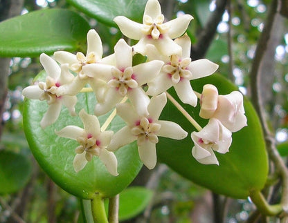 Hoya Vanilla Australis Wax Plant