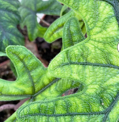 Alocasia Jacklyn Jackie Elephant Ear Plant