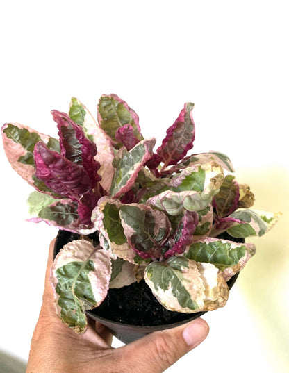 Variegated Tricolor Snow White Waffle Belgian Purple Plant