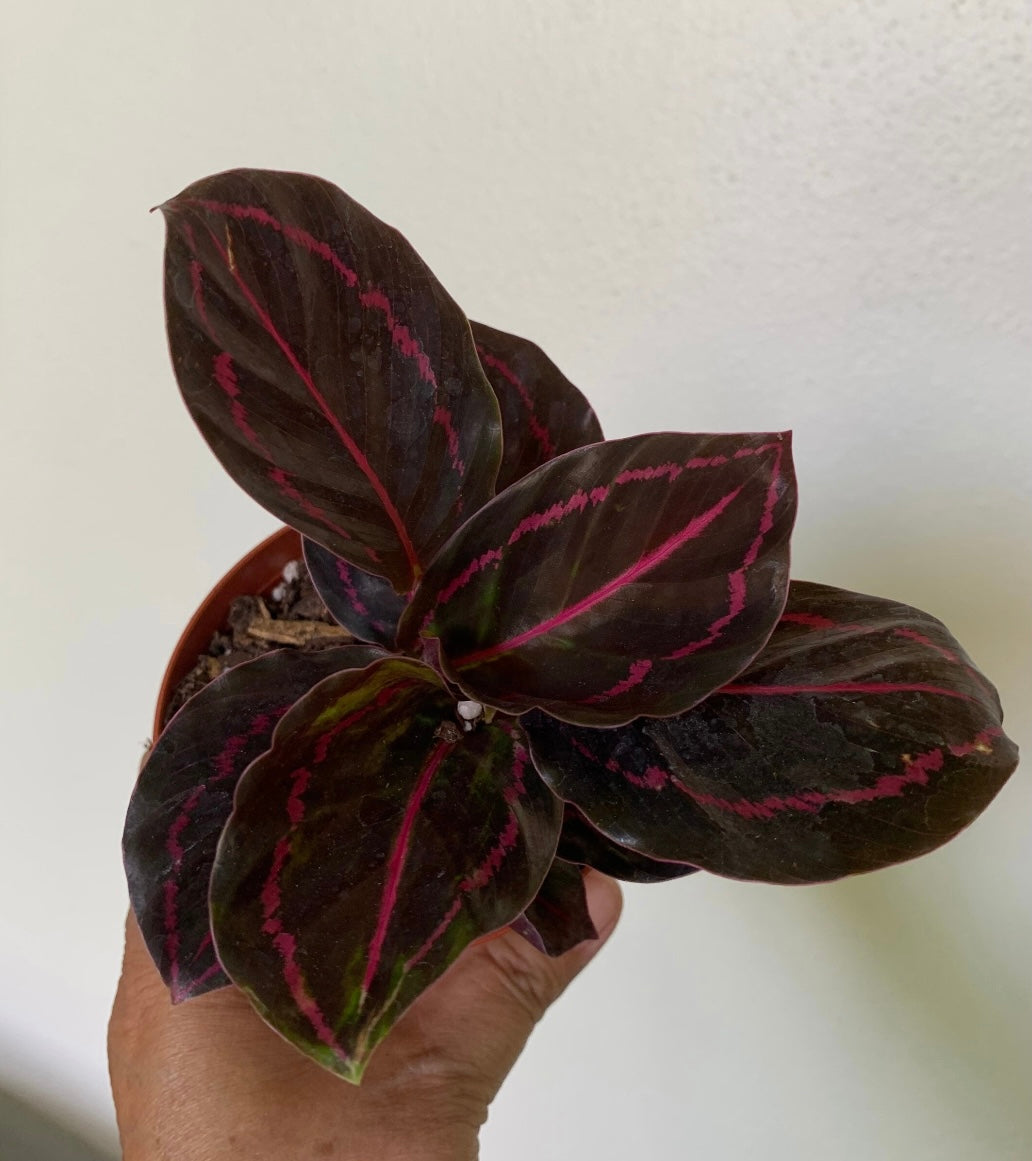 Calathea Dottie Roseopicta in Black Prayer plant