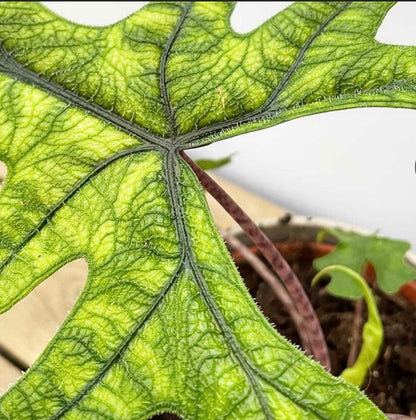 Alocasia Jacklyn Jackie Elephant Ear Plant