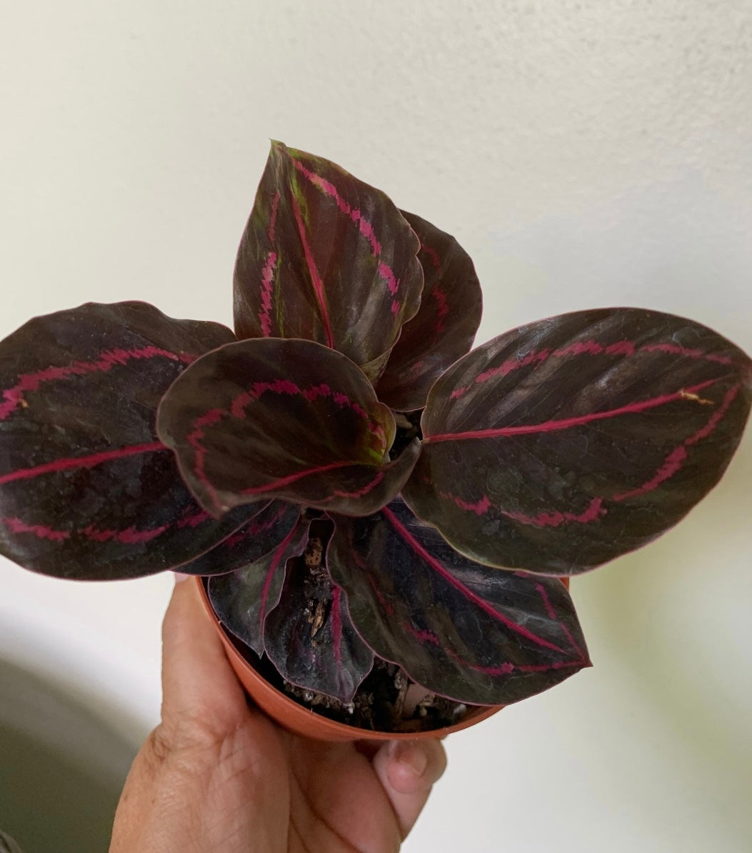 Calathea Dottie Roseopicta in Black Prayer plant