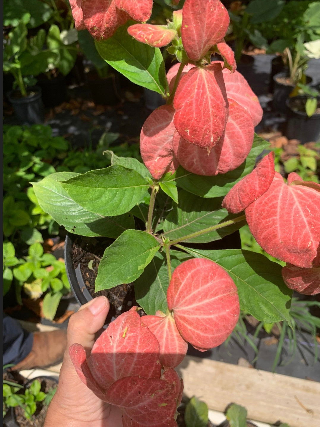 Mussaenda Erythrophylla Peach Salmón Plant