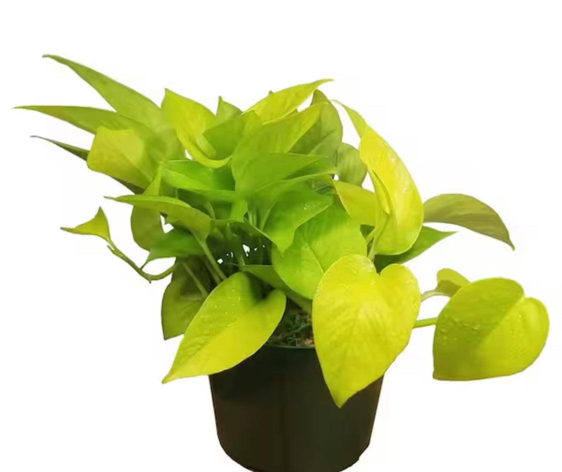 Pothos Neon plant