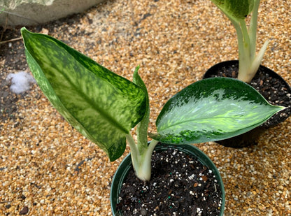 Aglaonema Green Bowl plant