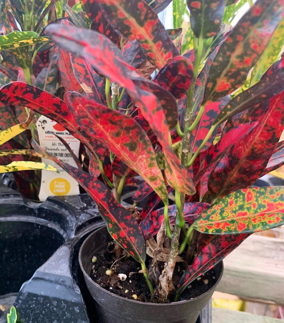 Croton Bush on Fire Plant