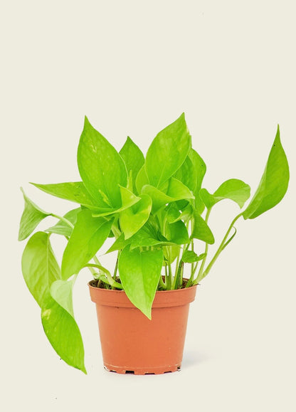 Pothos Neon plant