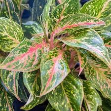 Aglaonema Sparkling Sarah Chinese Evergreen plant in 4” pot