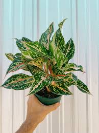 Aglaonema Sparkling Sarah Chinese Evergreen plant in 4” pot