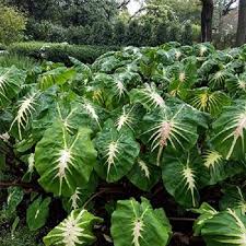 Alocasia White Lava Esculenta plant starter