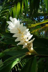 White Ginger Alpinia Purpurata live rhizome