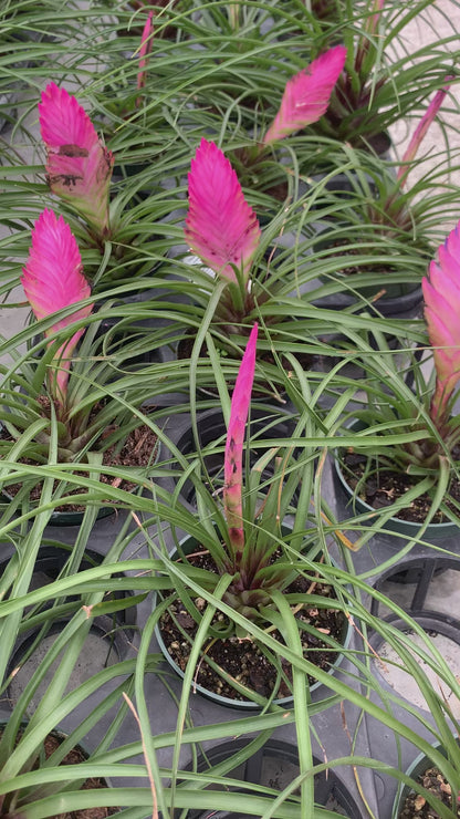 Tillandsia Cyanea Bromeliad Pink Quill Air Plant Wallisia plant