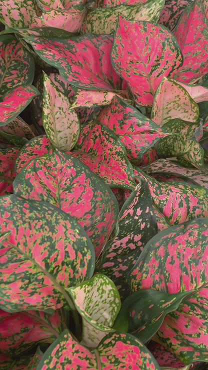 Aglaonema Valentine Chinese Evergreen plant
