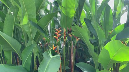 Heliconia Bihai x Carbibaea Jacquinii